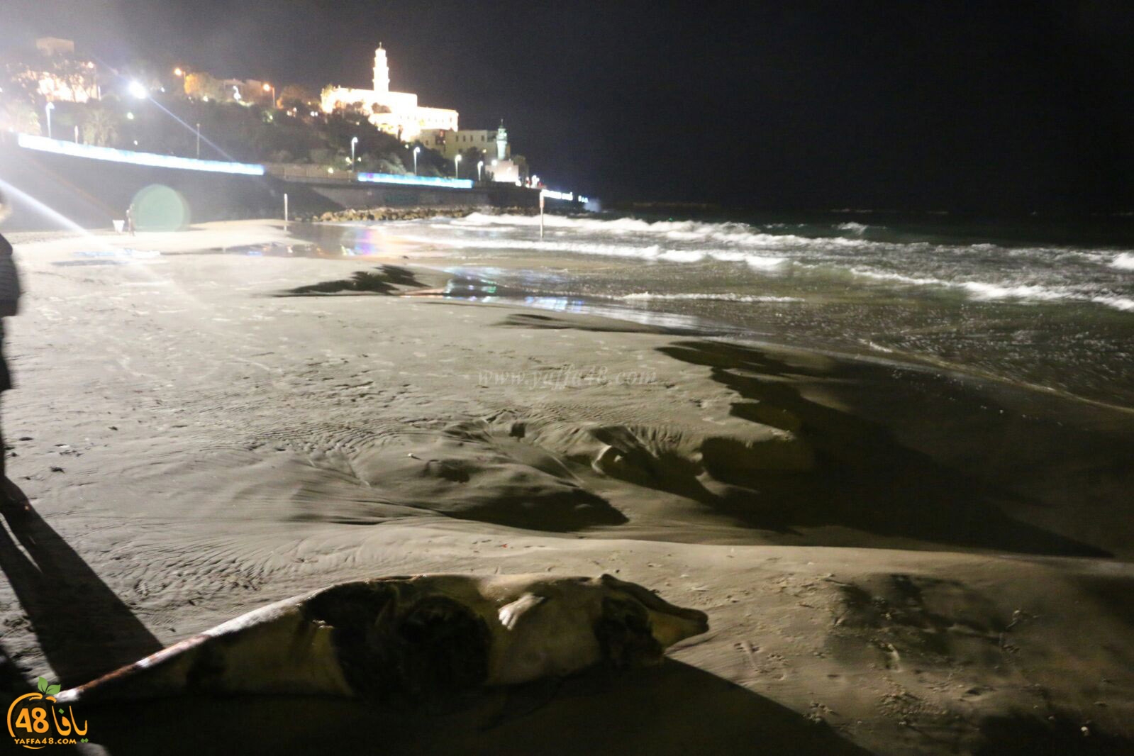 Ma3had dolphine (5).jpg